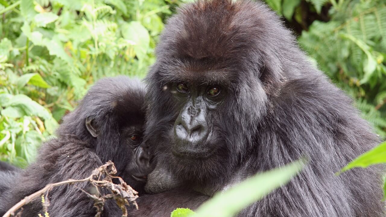 Gorillas in Ugnda tour operator