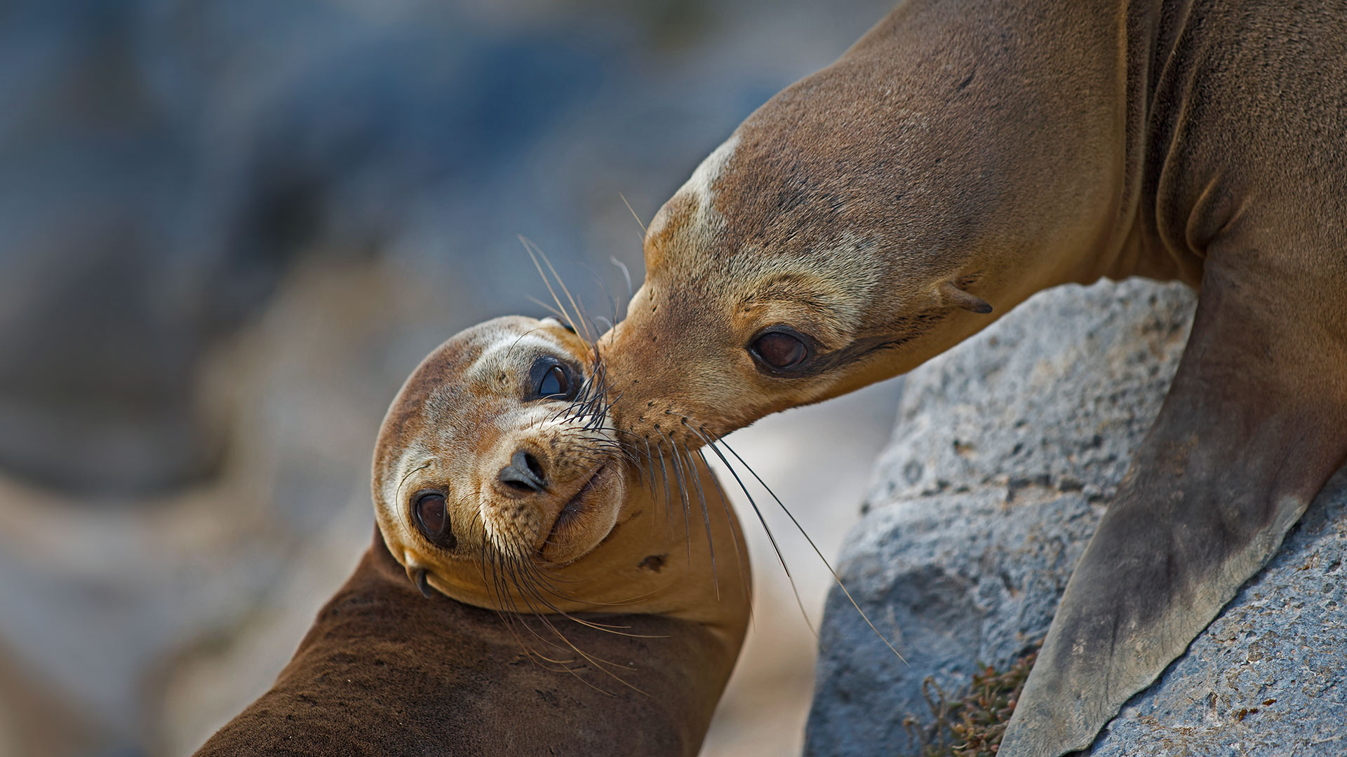 Galapagos travel software