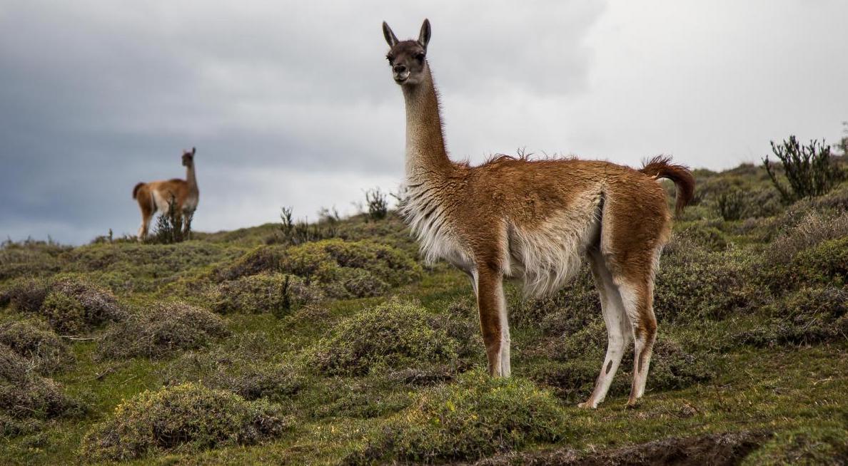 Wildlife travel