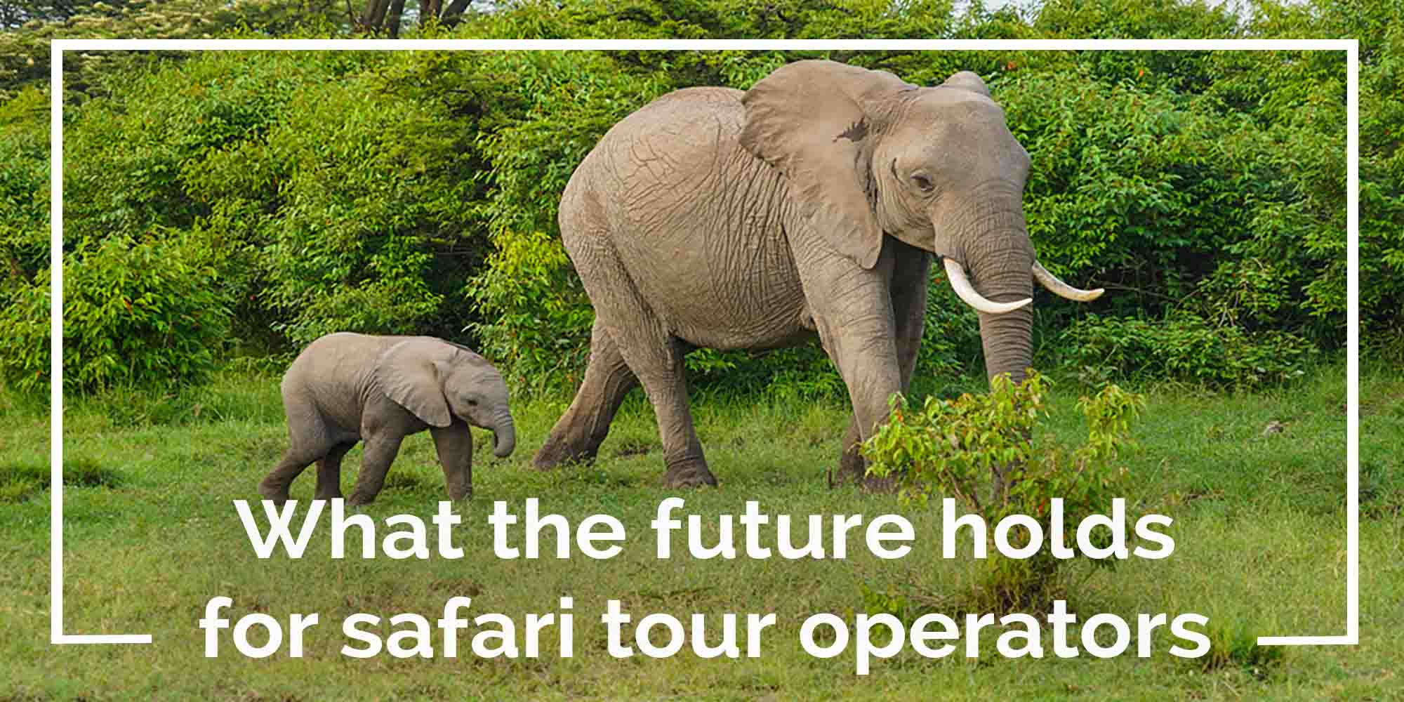 safari tour operator