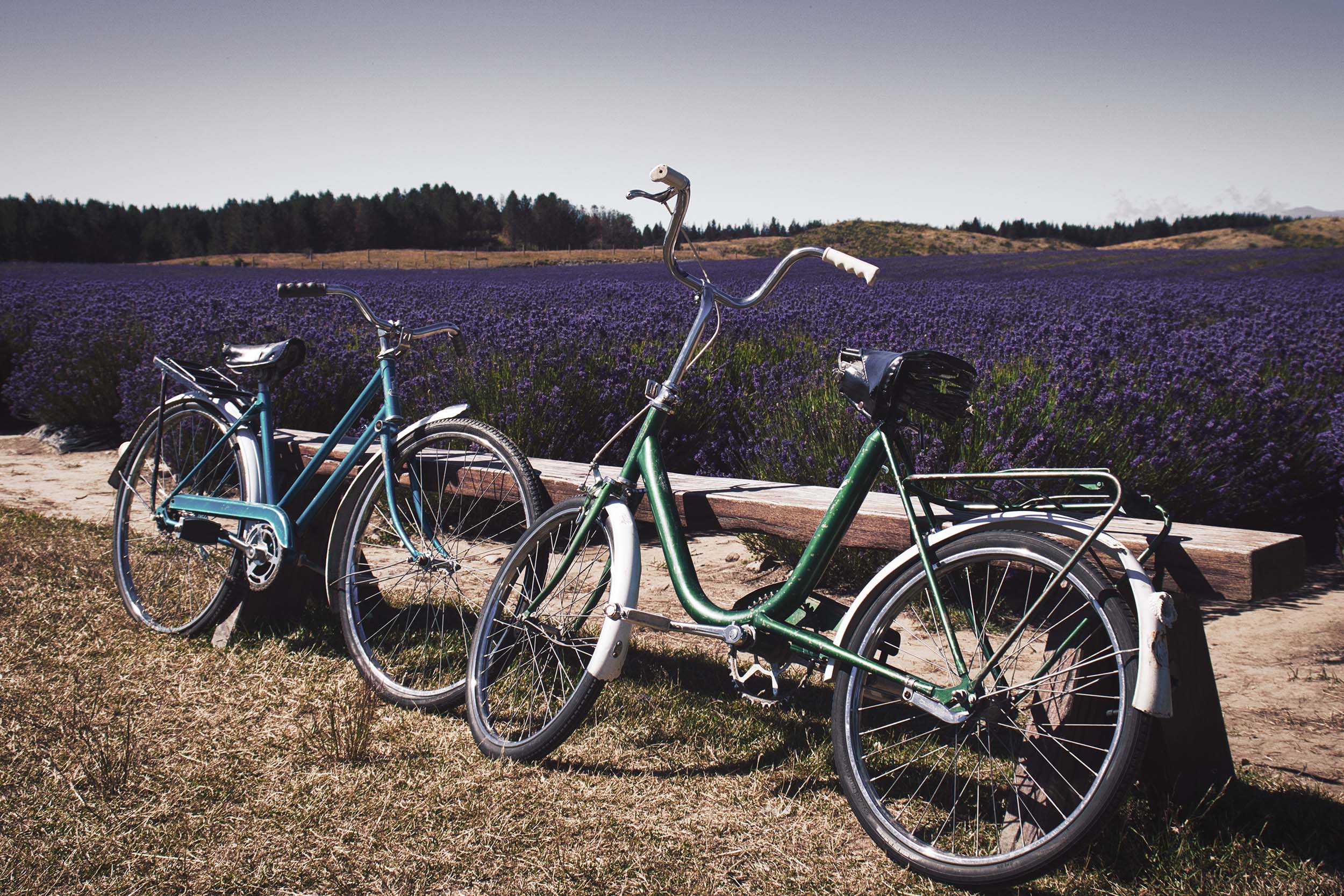 Eco-friendly bike tour through a lavender farm