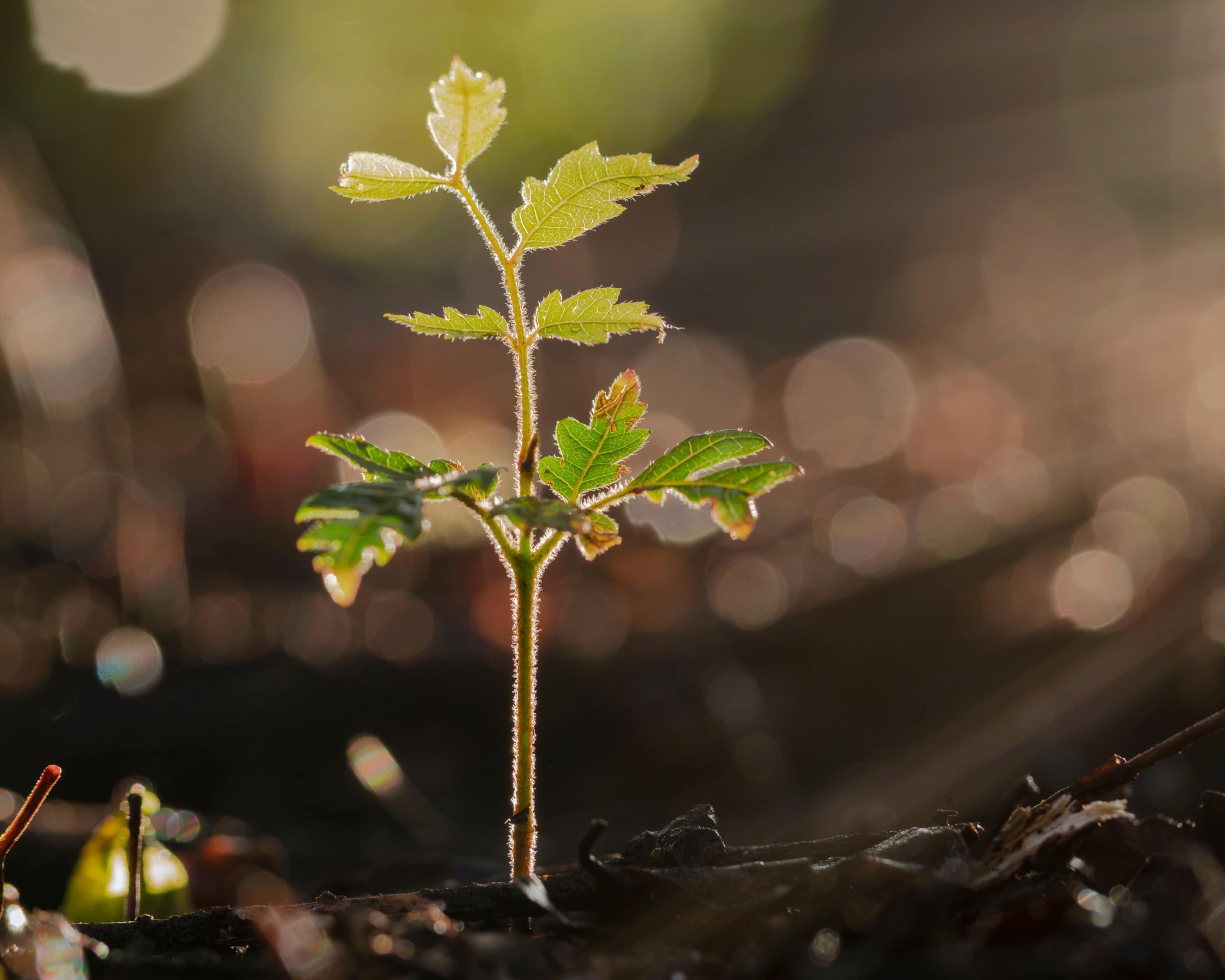 New tree planted in the forest